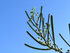 Acacia crassiuscula