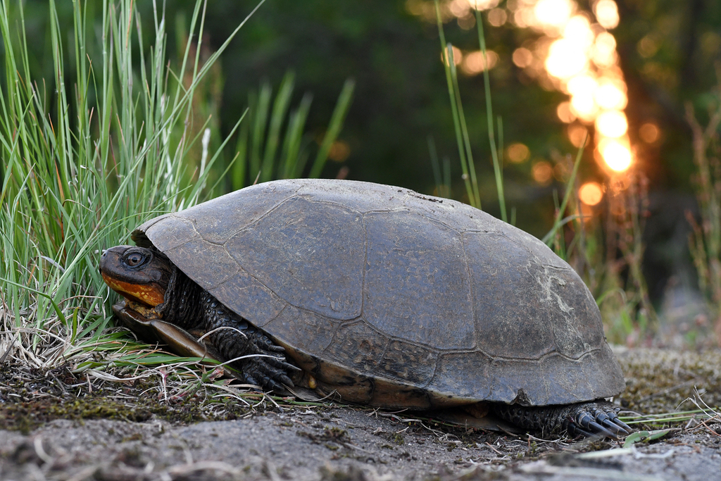 Blanding's Turtle In June 2020 By Josh Vandermeulen · Inaturalist