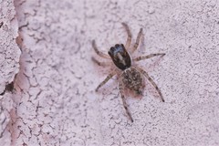 Menemerus semilimbatus