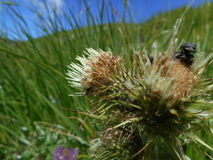 Cirsium bertolonii
