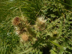 Cirsium bertolonii