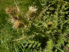 Cirsium bertolonii