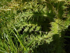 Cirsium bertolonii