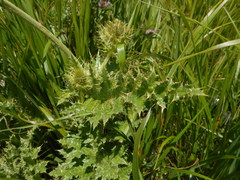Cirsium bertolonii