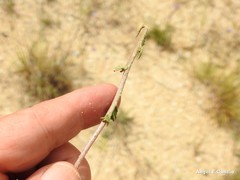 Jasione sessiliflora