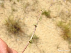 Jasione sessiliflora