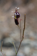 Streptanthus glandulosus niger