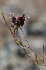 Streptanthus glandulosus niger
