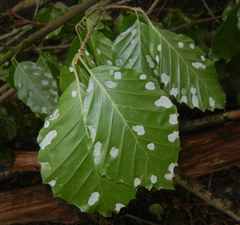 Aceria nervisequa