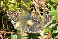 Pyrgus serratulae