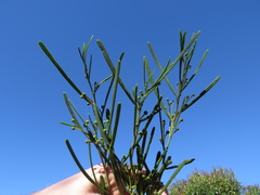 Acacia crassiuscula