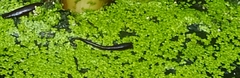 Haemopidae