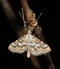 Elophila ekthlipsis