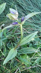 Gentiana cruciata cruciata