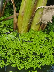 Haemopidae