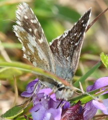Pyrgus serratulae