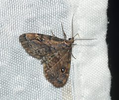 Melanomma auricinctaria