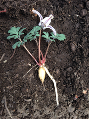Dicentra uniflora