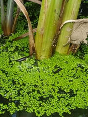 Haemopidae