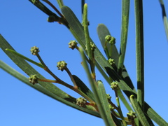 Acacia crassiuscula