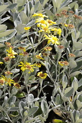 Brachyglottis × jubar