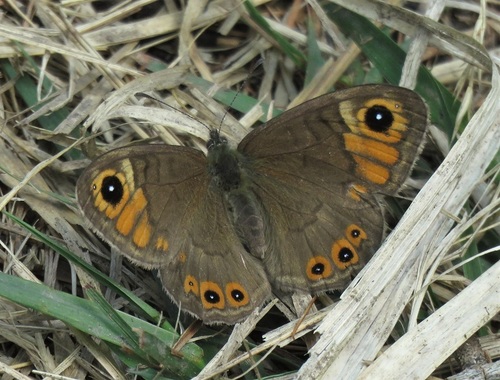 Northern Wall Brown