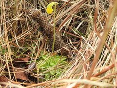 Pinguicula lutea