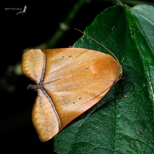 Carea varipes Walker, 1857
