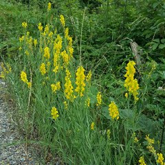 Linaria angustissima