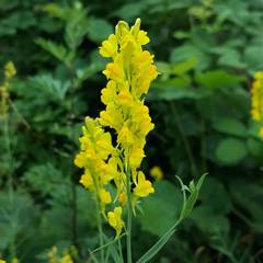 Linaria angustissima