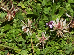 Trifolium pallescens