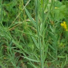 Linaria angustissima