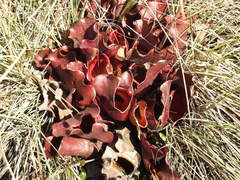 Sarracenia purpurea venosa