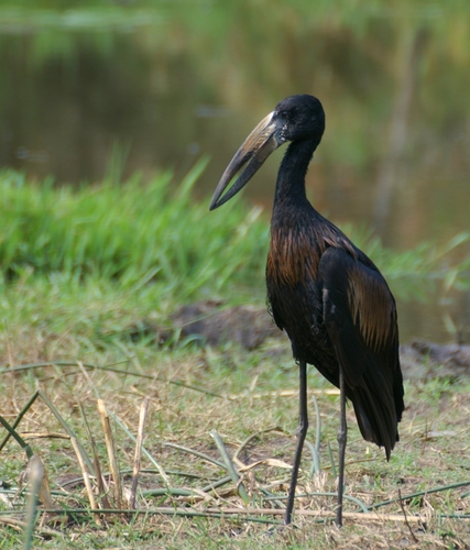 African Openbill