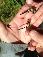Hylogomphus adelphus