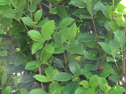 Small-leaved saffron (Elaeodendron croceum)