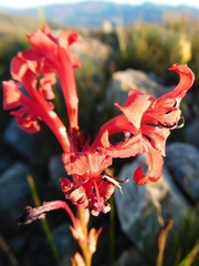 Tritoniopsis pulchra