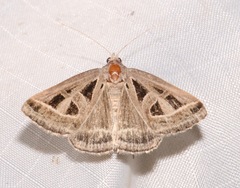 Callistege diagonalis