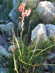 Tritoniopsis pulchra