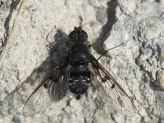 Anthrax trifasciatus