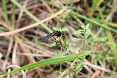Diogmites platypterus