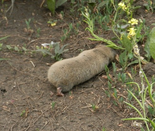 Greater Blind Molerat, Задонский р-н, Липецкая обл., Россия, photo 5 of 10