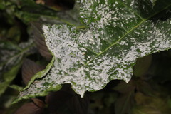 Neoerysiphe galeopsidis