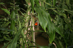 Foudia madagascariensis