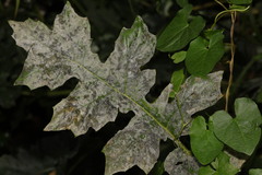 Neoerysiphe galeopsidis