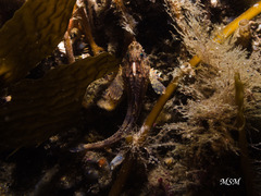 Agonopsis chiloensis