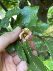 Magnolia figo