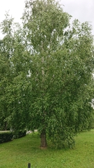 Betula pendula