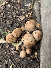 Coprinellus