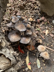 Coprinellus